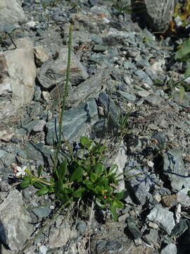 Image of Leptopetalum