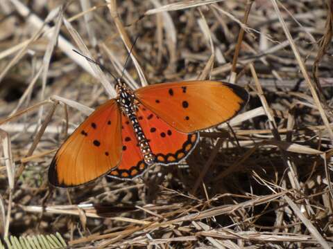 Image of Acraea acrita Hewitson 1865