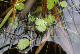 Imagem de Hydrocotyle pterocarpa F. Müll.