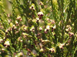 Plancia ëd Erica reunionensis E. G. H. Oliver