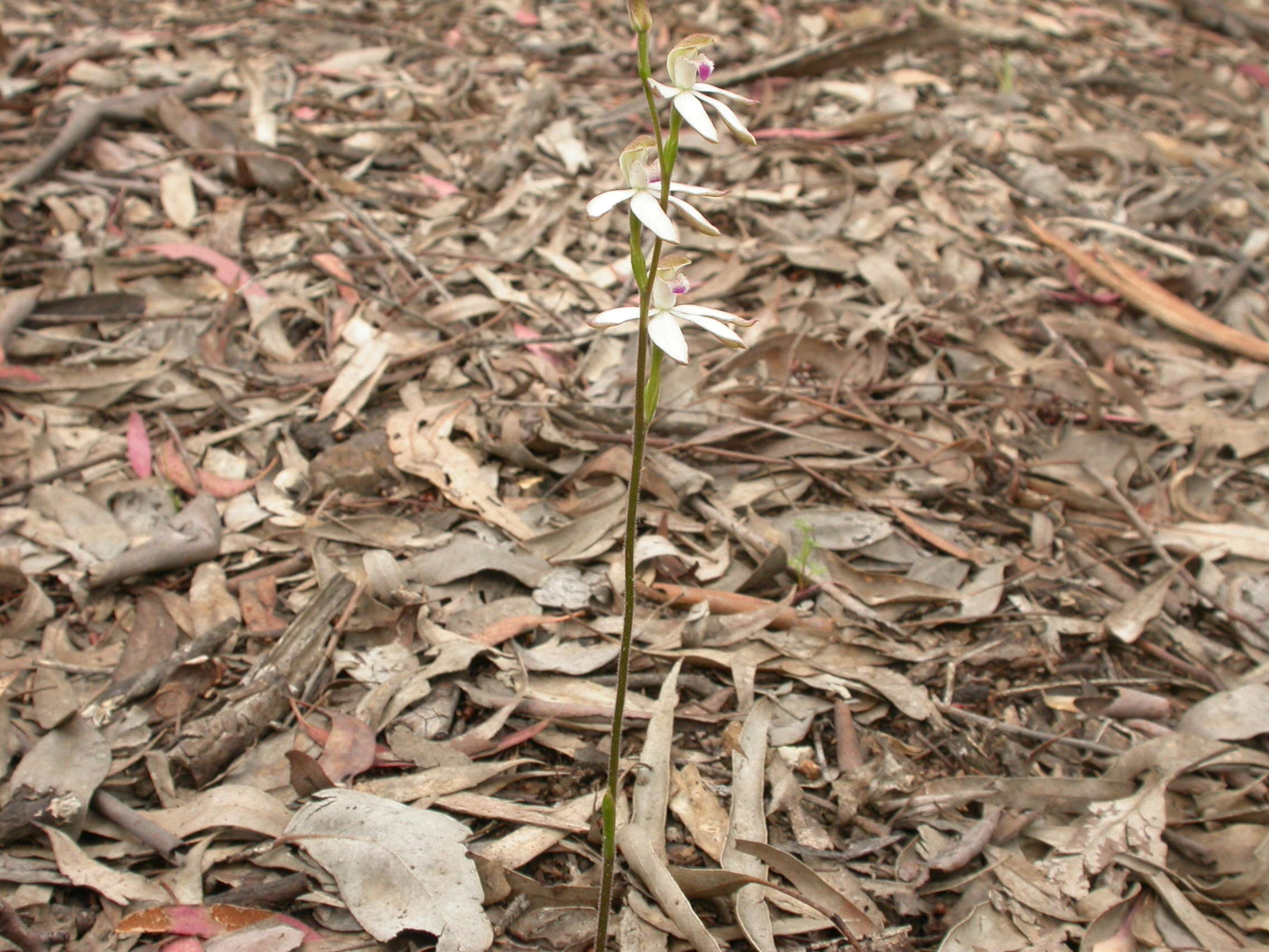 Image of Brown caps