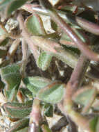 Image of strigose bird's-foot trefoil