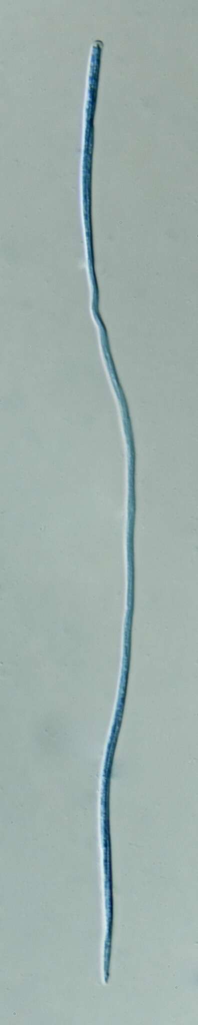 Image de Cordyceps bifusispora O. E. Erikss. 1982