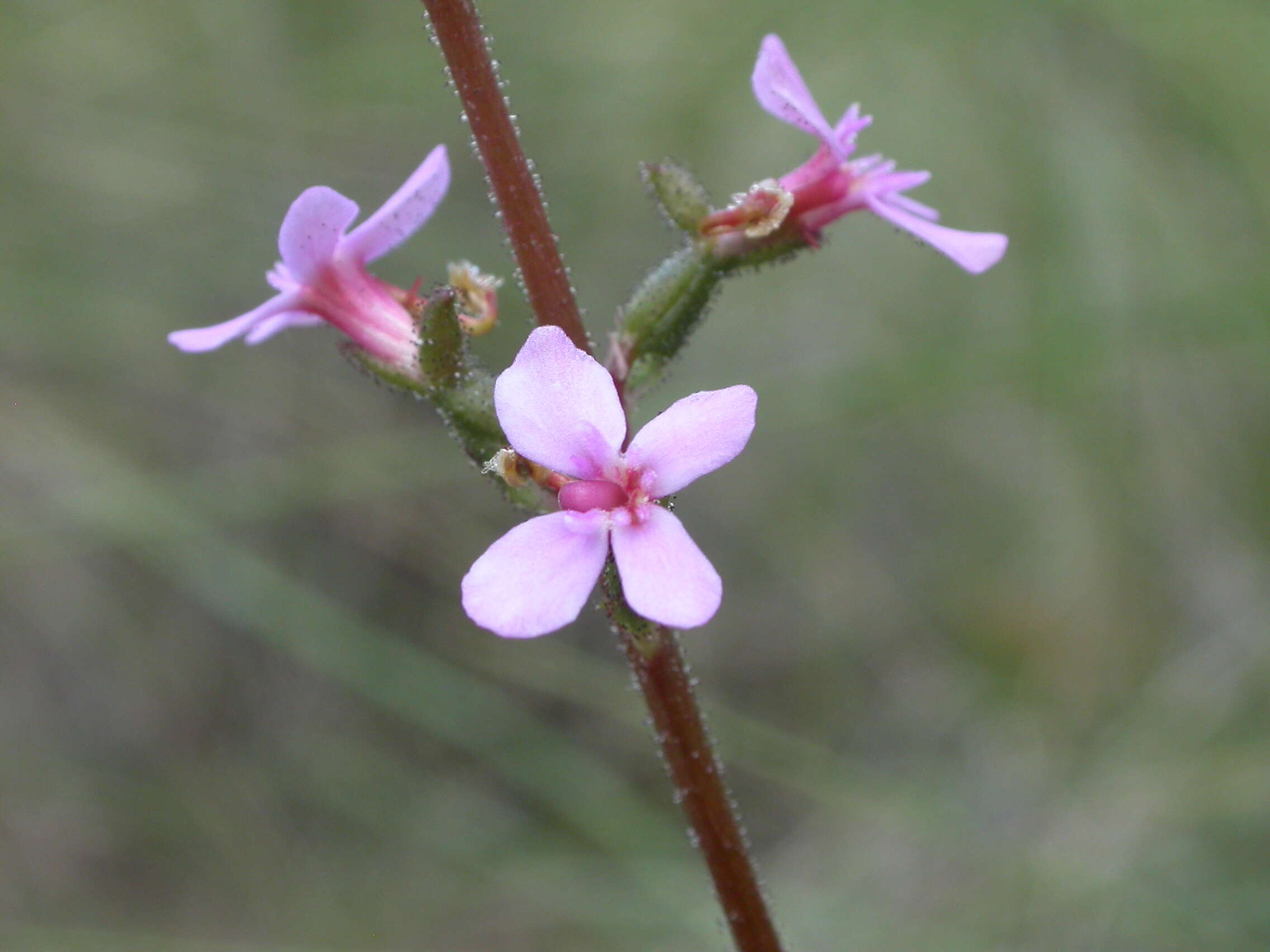 Image de Stylidium graminifolium Sw. ex Willd.