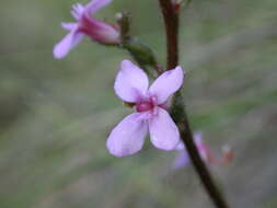 Image of Stylidium graminifolium Sw. ex Willd.