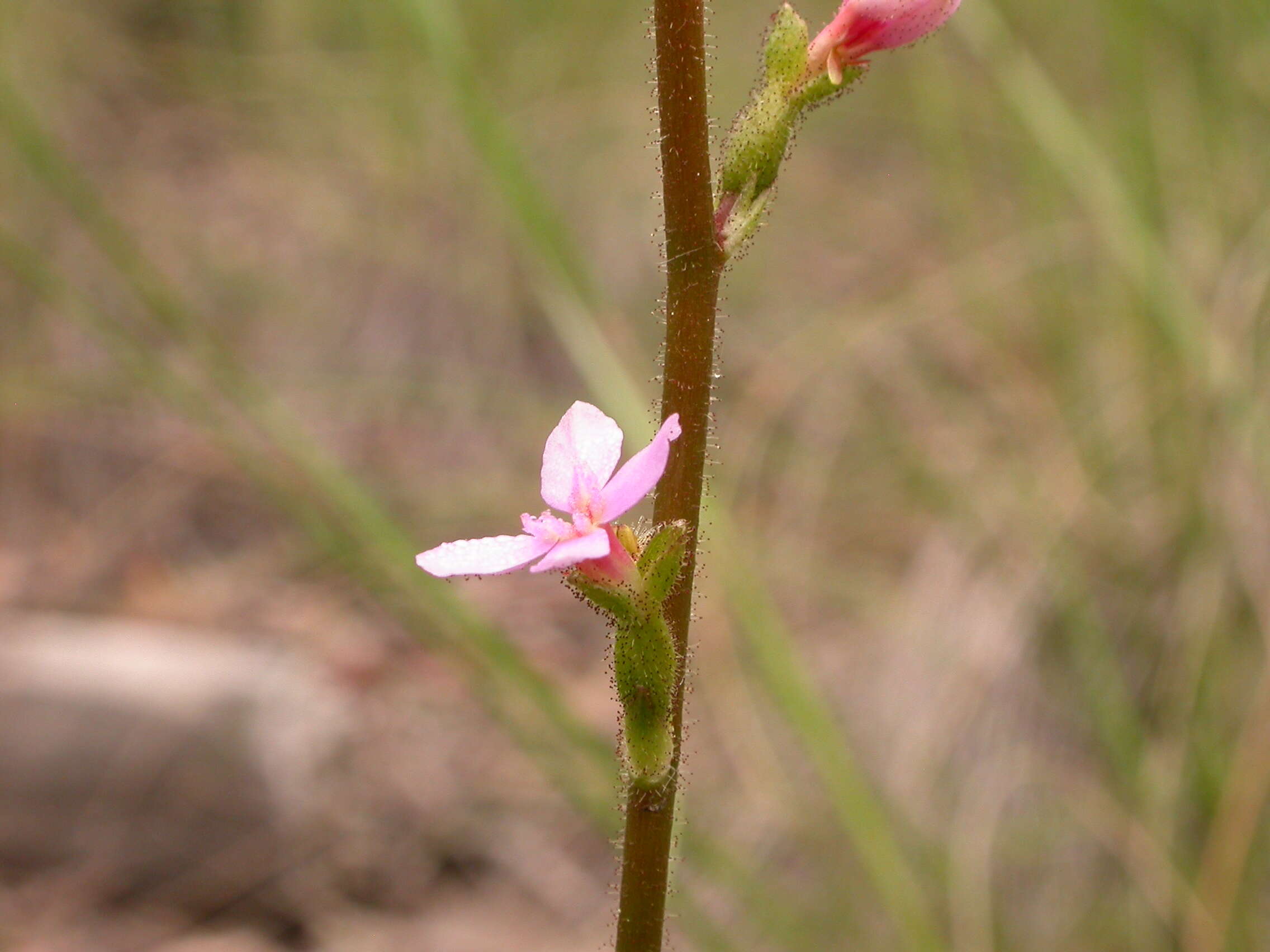 Image de Stylidium graminifolium Sw. ex Willd.