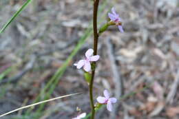 Image de Stylidium graminifolium Sw. ex Willd.