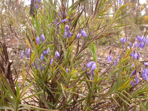 Image of Grass-lilies