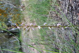 Image de Stylidium graminifolium Sw. ex Willd.