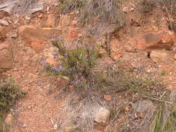 Image of Grass-lilies