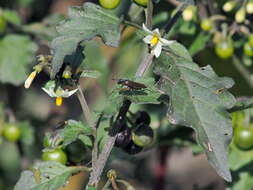 Imagem de Sepedon sphegea (Fabricius 1775)