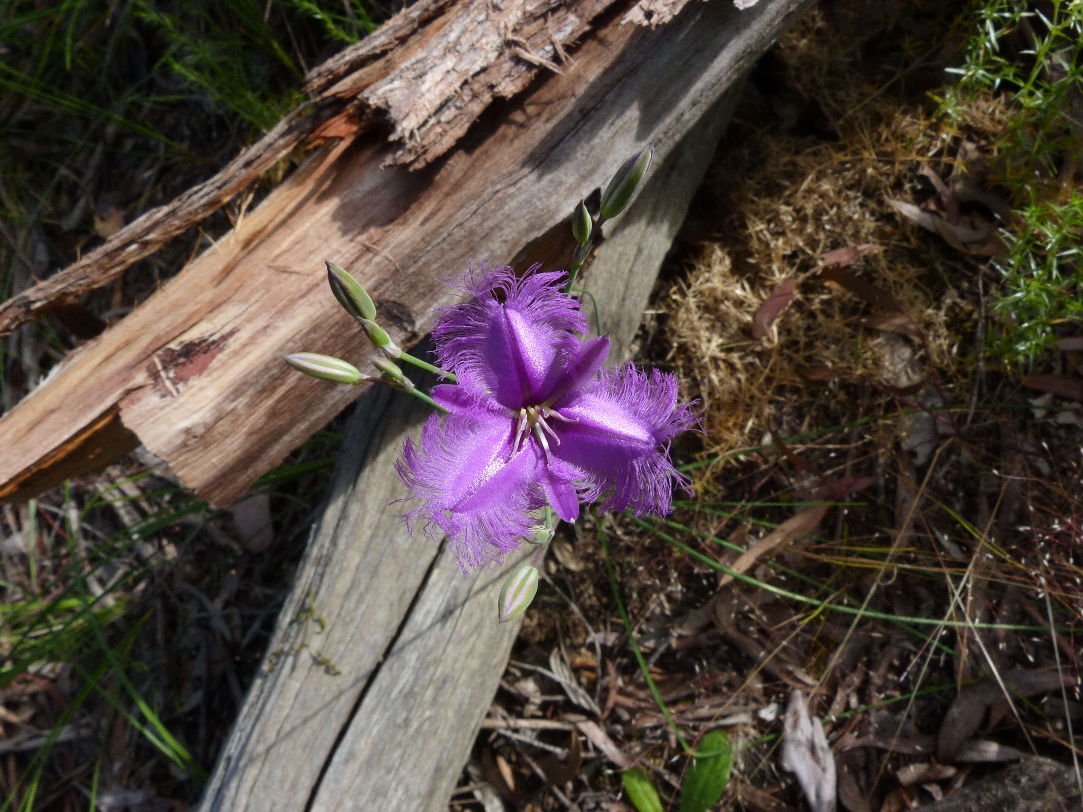 Слика од Thysanotus tuberosus R. Br.