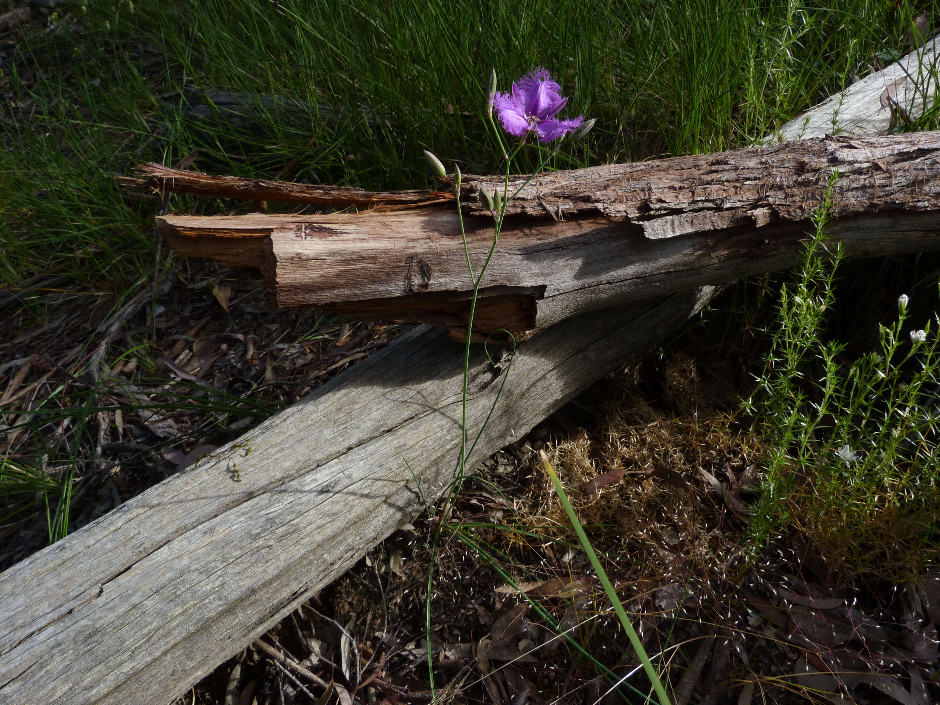 Слика од Thysanotus tuberosus R. Br.