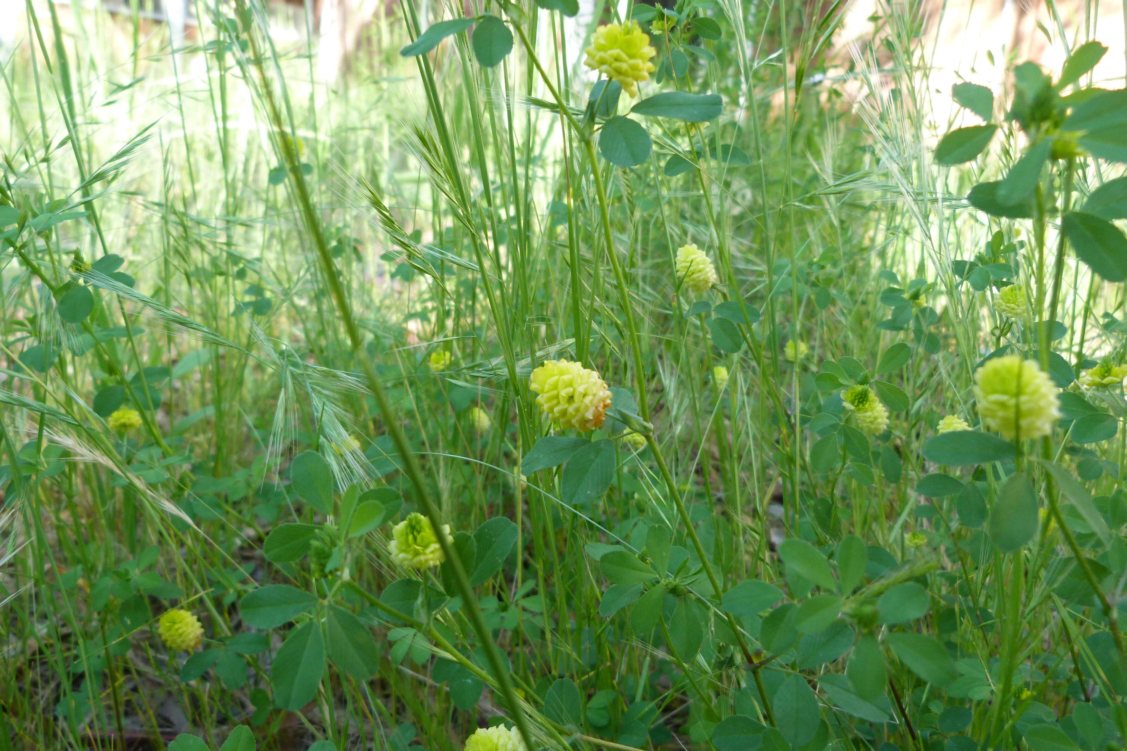 Image of field clover