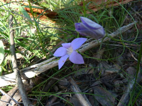 صورة Wahlenbergia stricta (R. Br.) Sweet