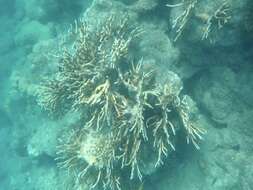 Image of Fire coral