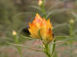 Plancia ëd Xerochrysum viscosum