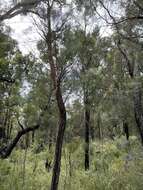 Image of Allocasuarina decussata (Benth.) L. A. S. Johnson