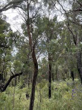 Image of Allocasuarina decussata (Benth.) L. A. S. Johnson