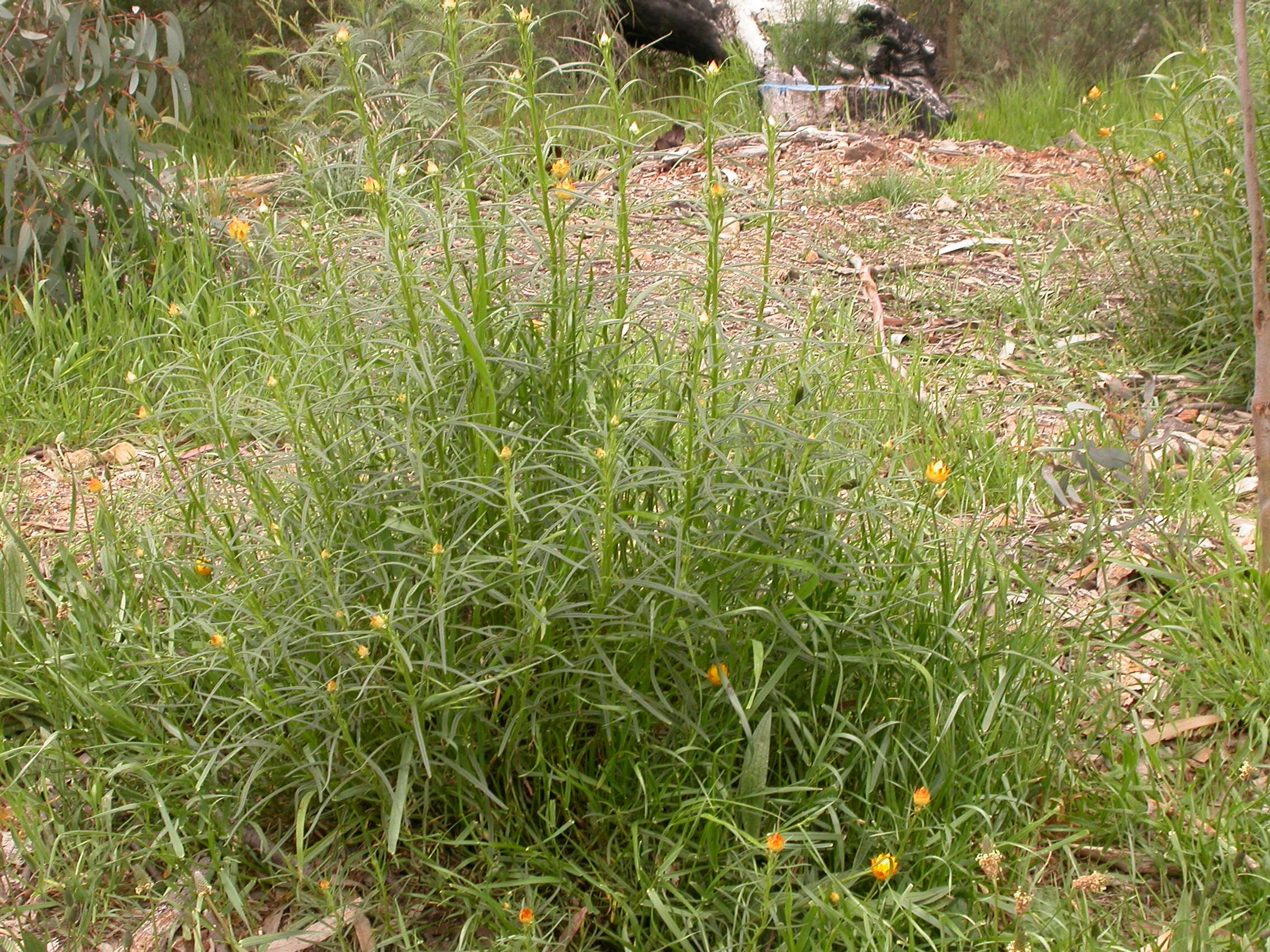 Plancia ëd Xerochrysum viscosum