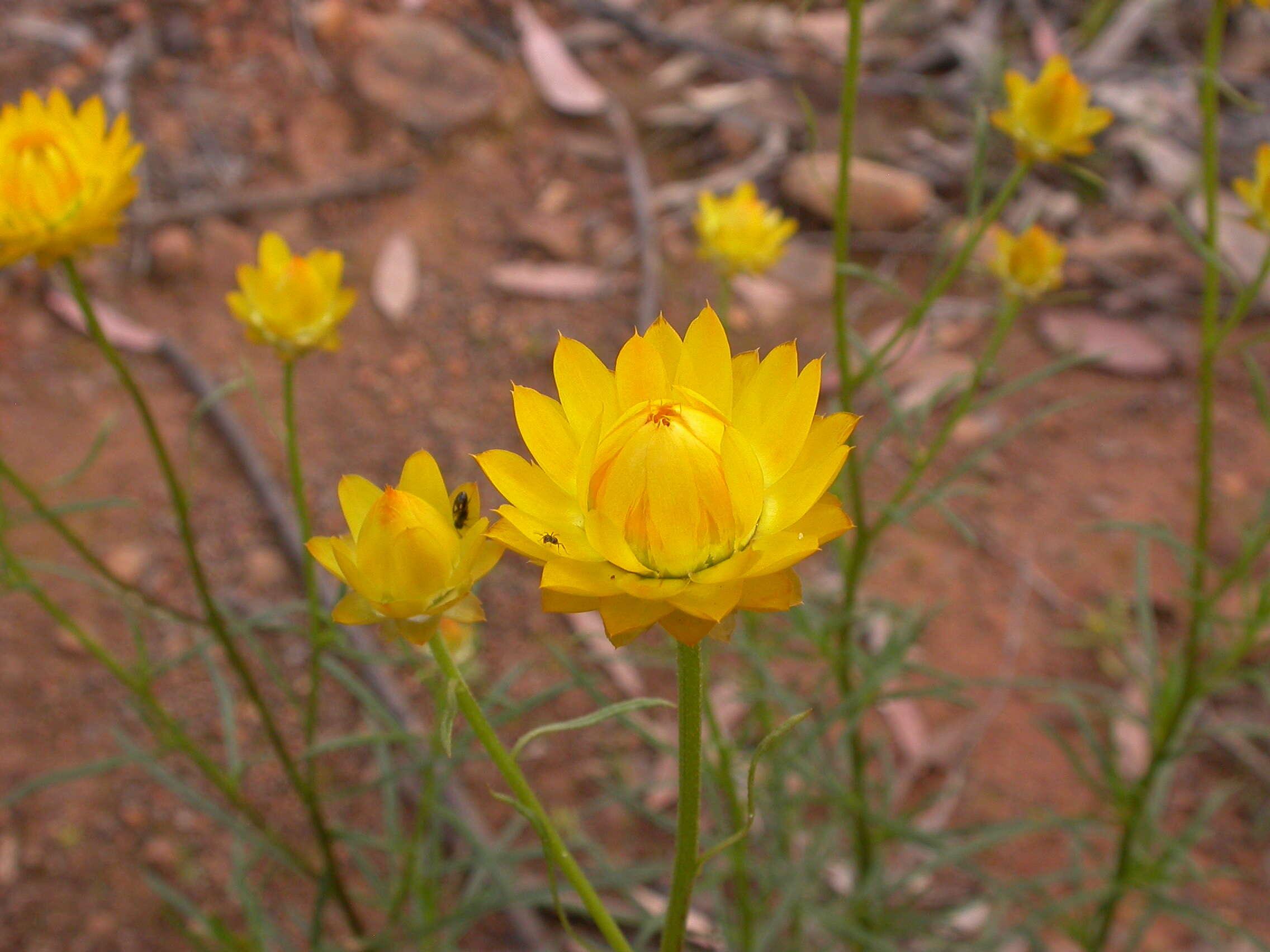 Image of Xerochrysum viscosum