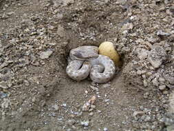 Image of Hypsiglena chlorophaea deserticola Tanner 1946