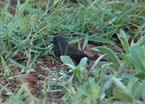 Image of Dusky Twinspot