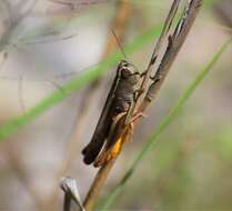 Image of Brown Winter Grasshopper