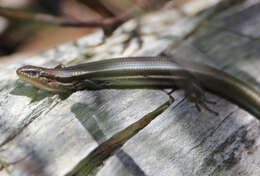 Image of Bold-striped Cool-skink