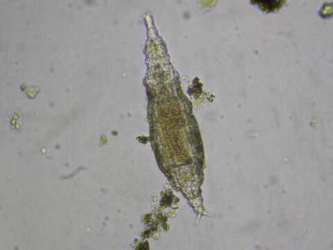 Image of Bdelloidea