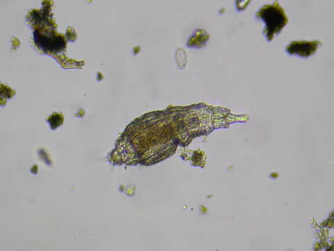 Image of Bdelloidea