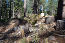 Image of silverleaf phacelia