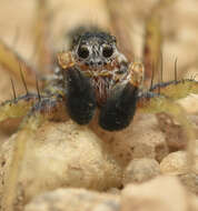 Image of Wolf spider