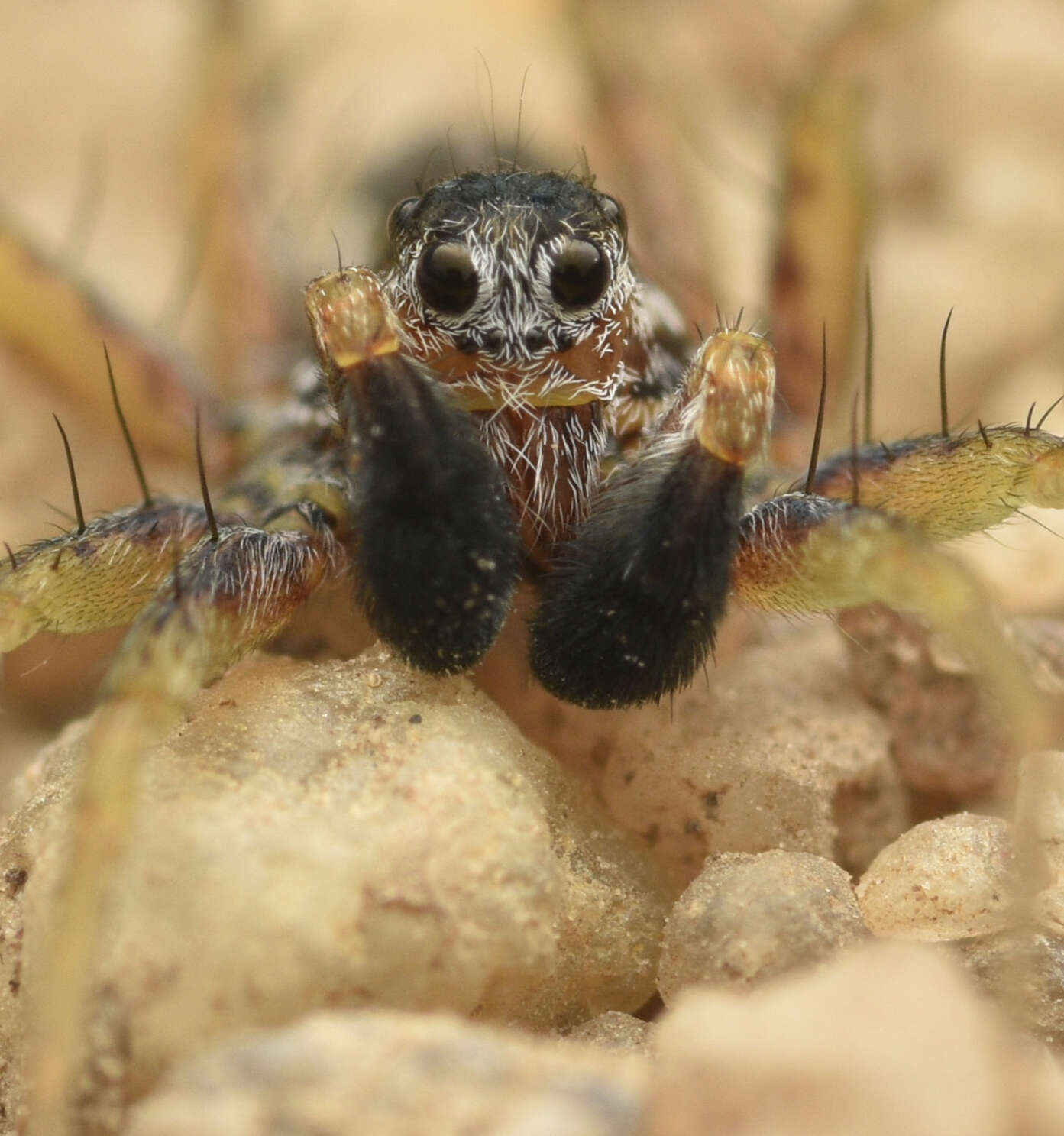 Image of Wolf spider