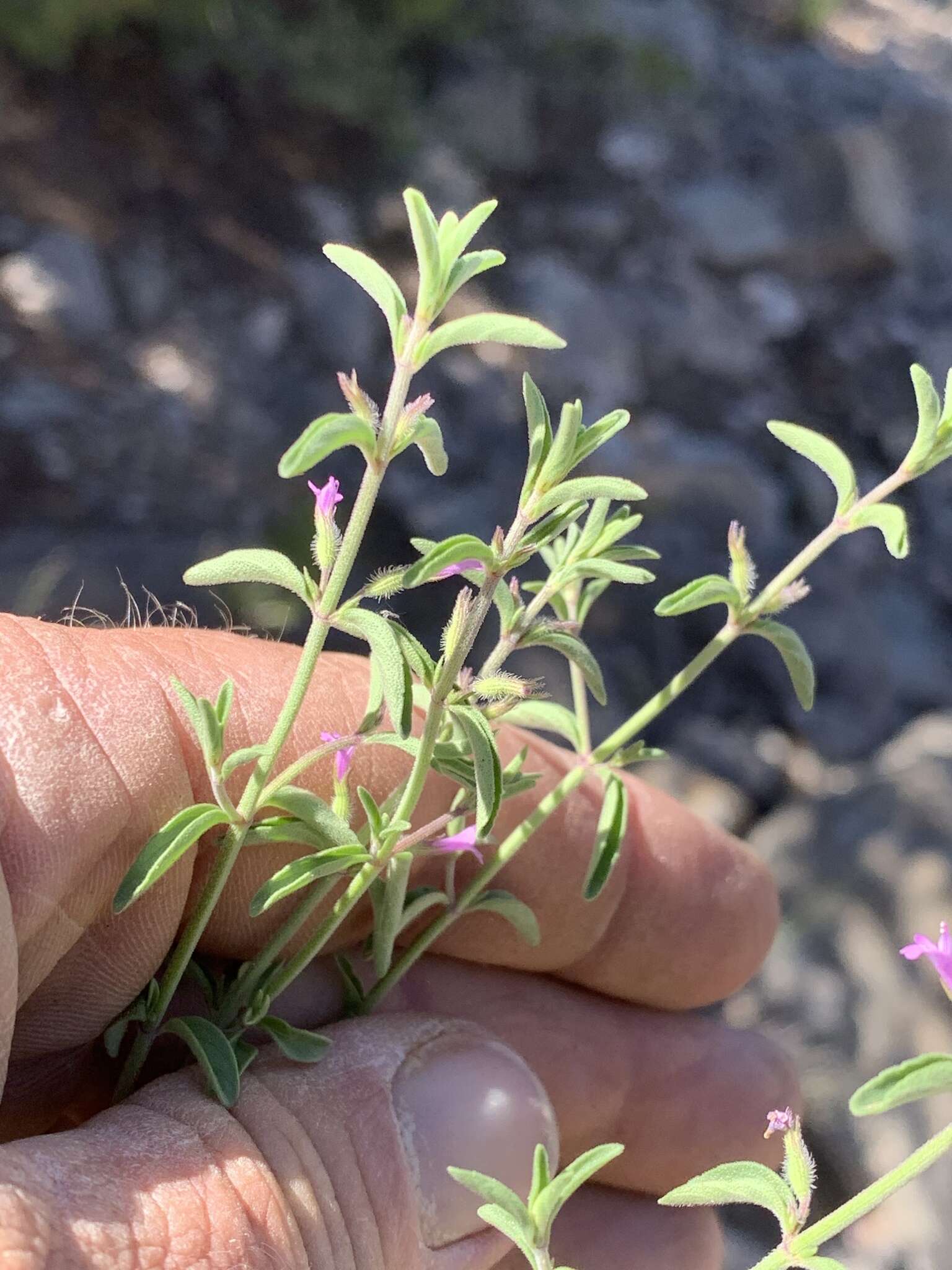 Image of Hedeoma drummondii var. drummondii