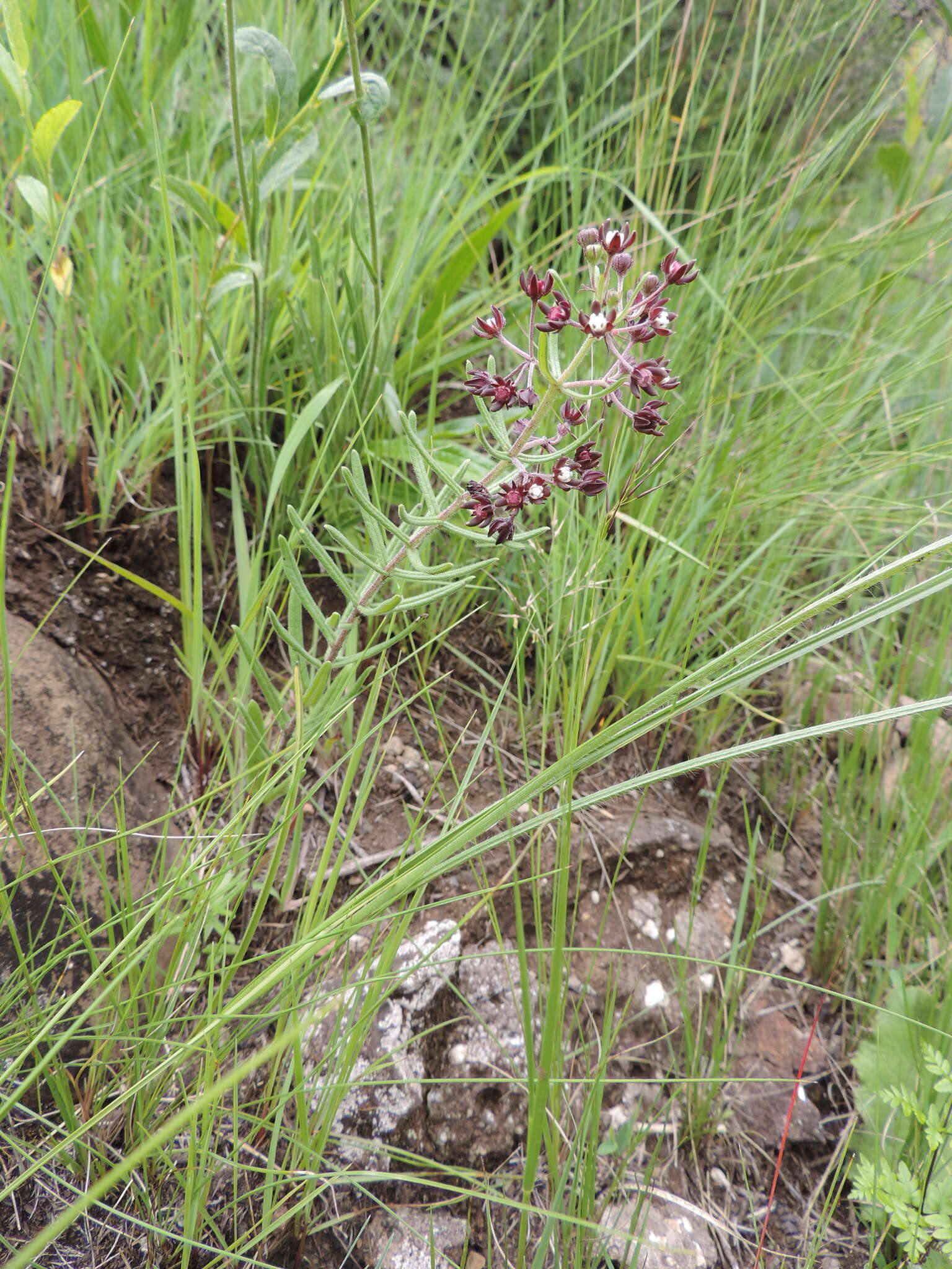 Image of Schizoglossum bidens E. Mey.