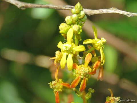 Imagem de Amorimia septentrionalis W. R. Anderson