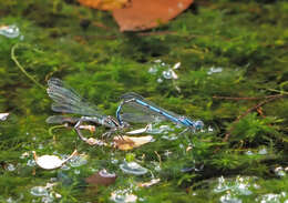 Image of Austrocoenagrion lyelli (Tillyard 1913)