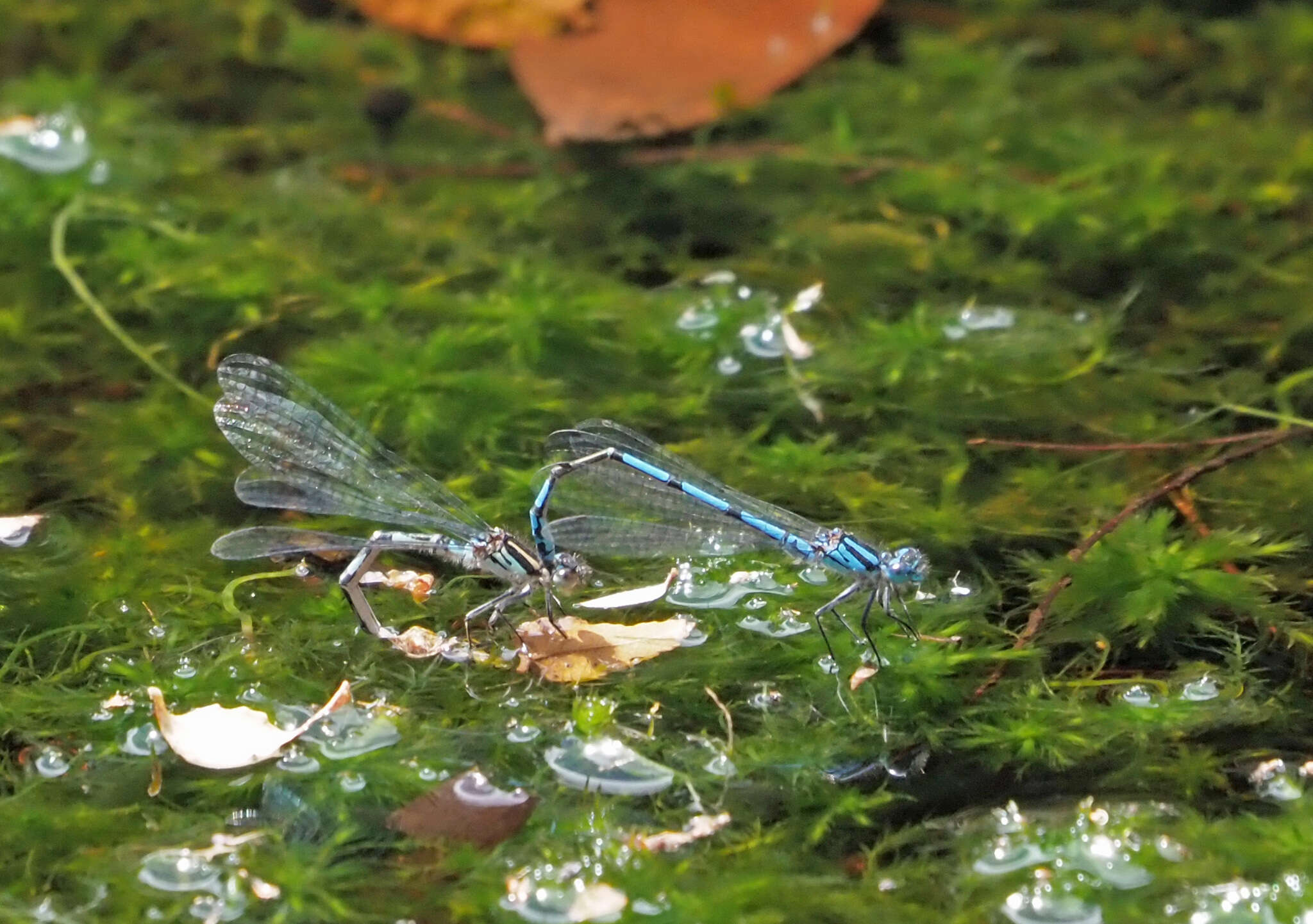 Image of Austrocoenagrion lyelli (Tillyard 1913)