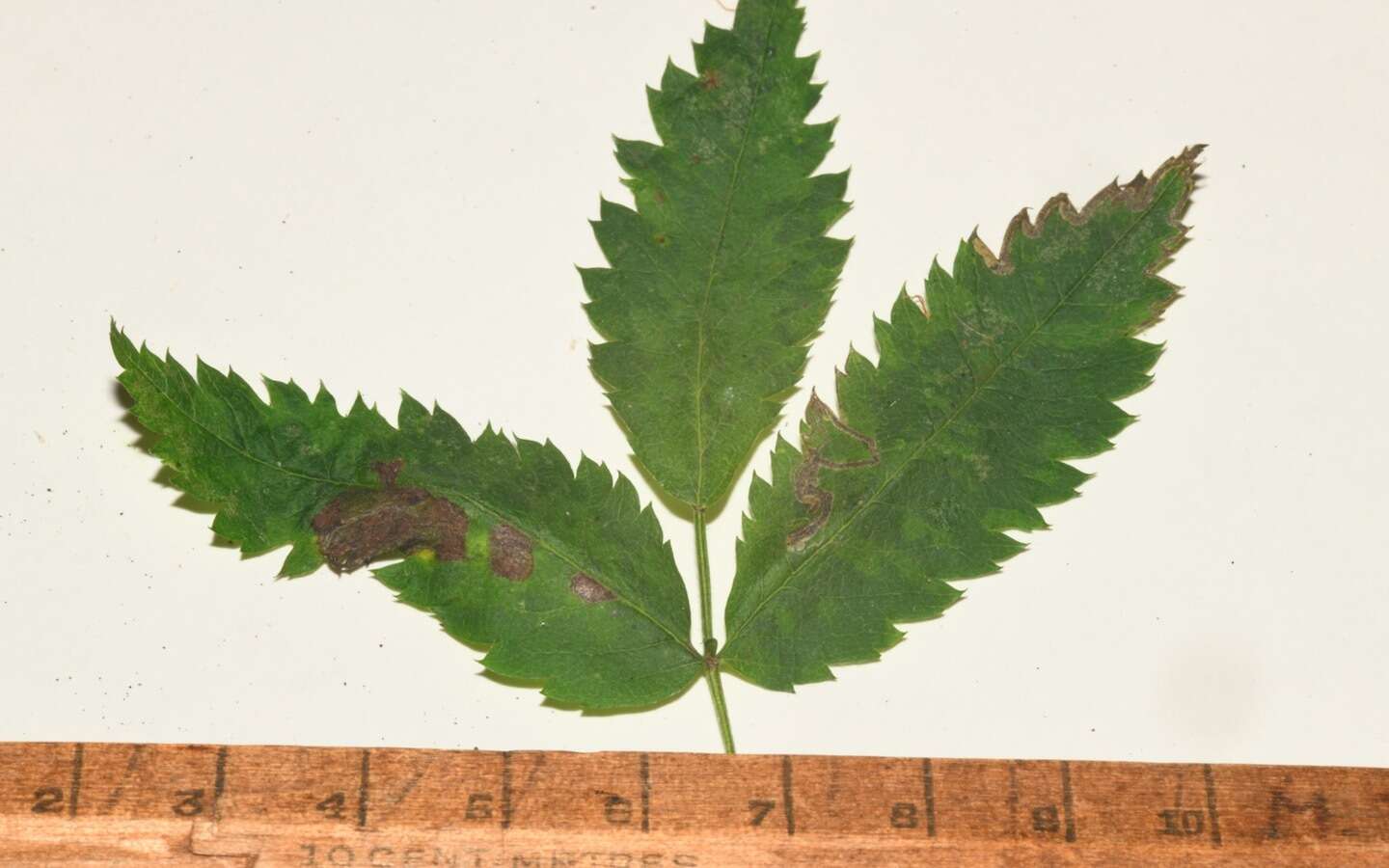 Image of Stigmella nylandriella (Tengström 1848) Beirne 1945