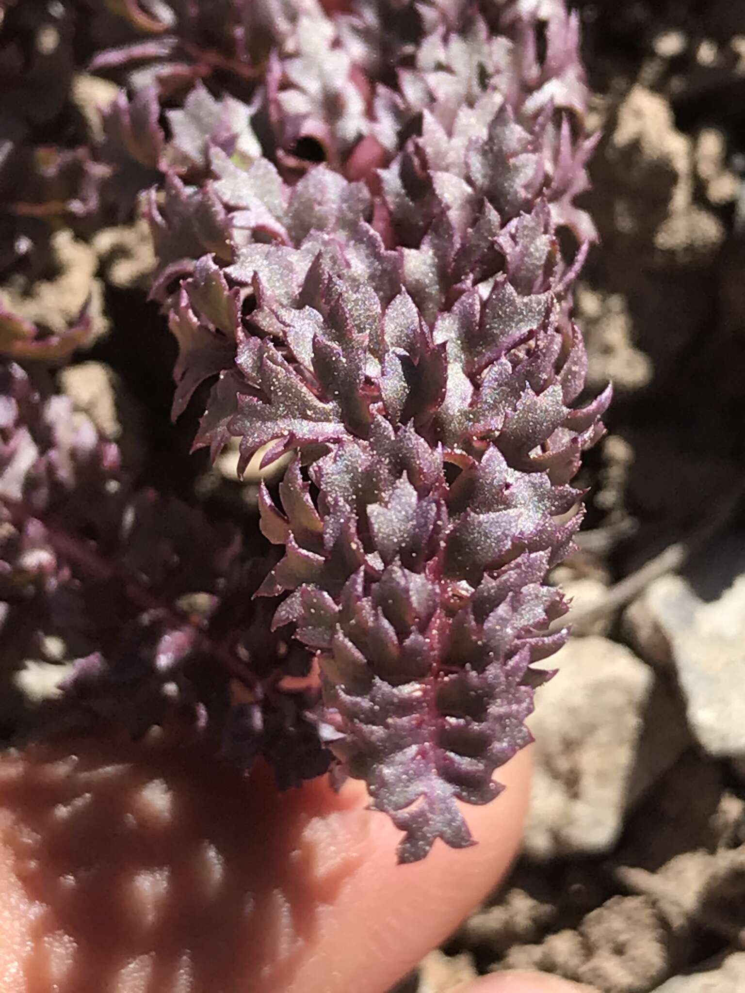 صورة Pedicularis semibarbata var. charlestonensis Pennell & Clokey