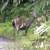 Image of Rusa unicolor brookei (Hose 1893)