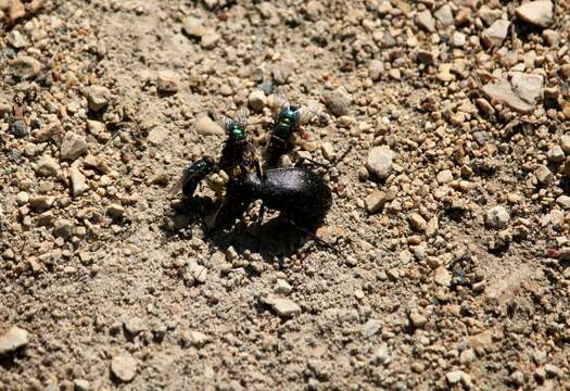 Image of Calosoma (Calosoma) frigidum Kirby 1837