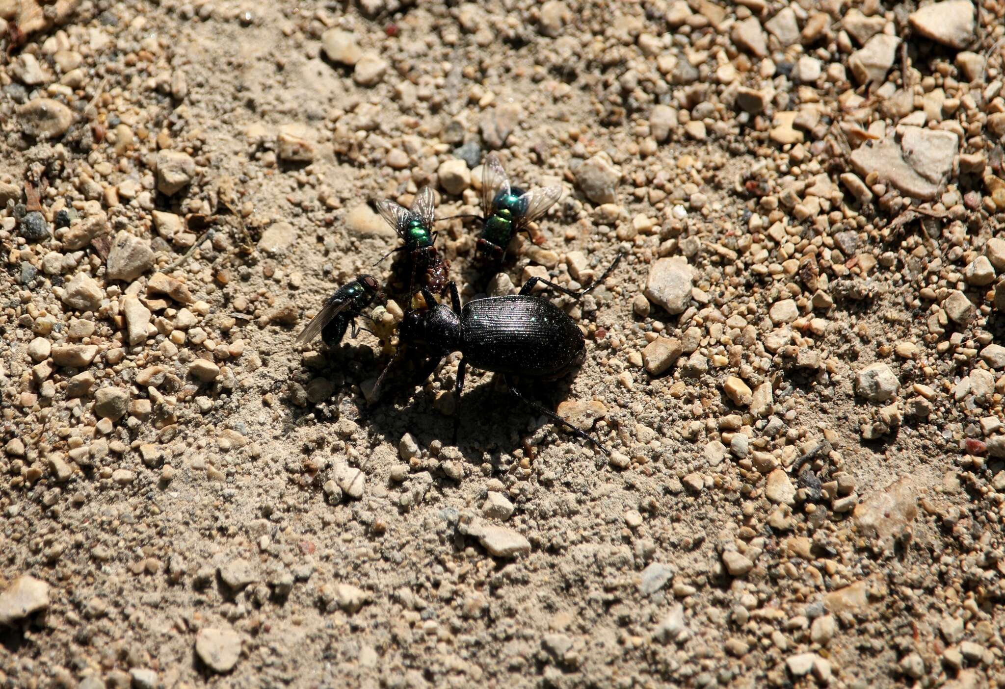 Image of Calosoma (Calosoma) frigidum Kirby 1837