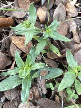 Image of prairie pinkroot