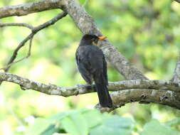 Image of White-chinned Thrush