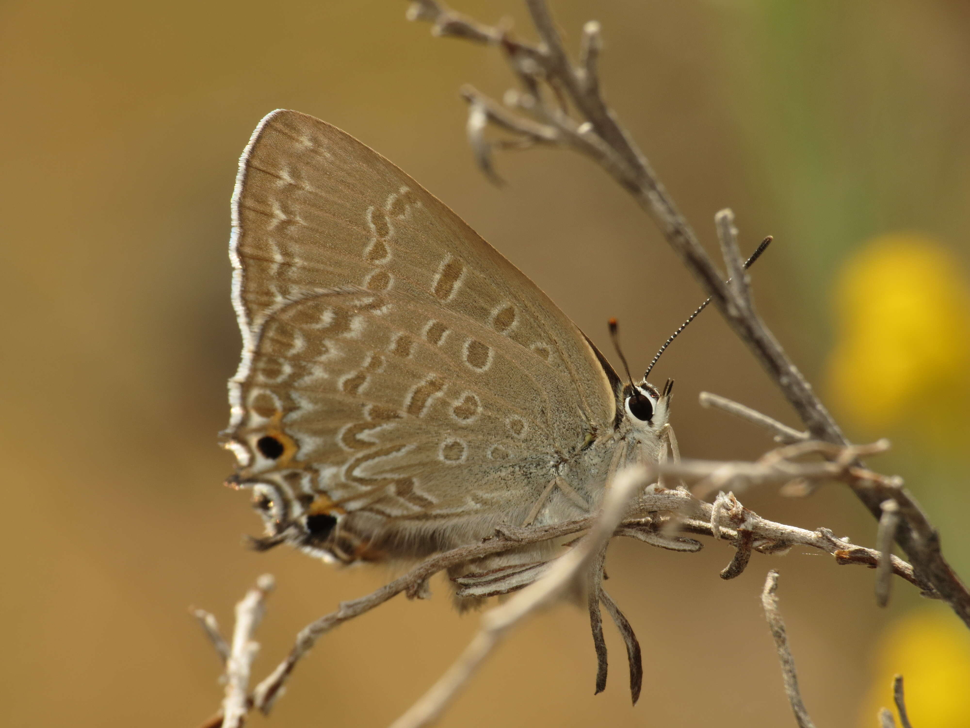 Image of Jalmenus icilius (Hewitson (1865))