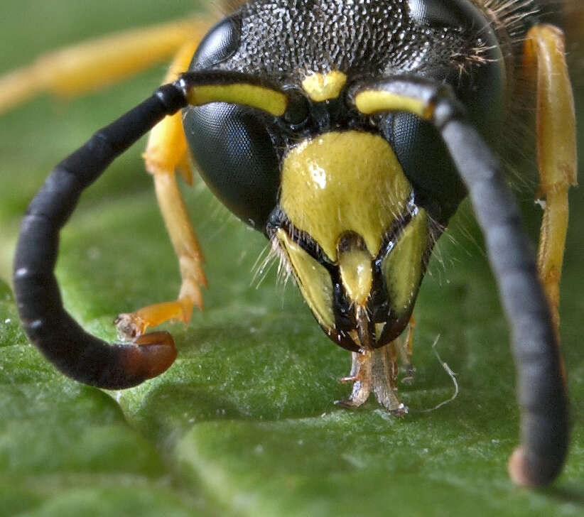 Image of Ancistrocerus oviventris (Wesmael 1836)