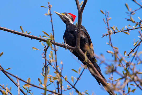 Image of Black-bodied Woodpecker