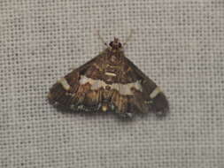 Image of Beet webworm moth